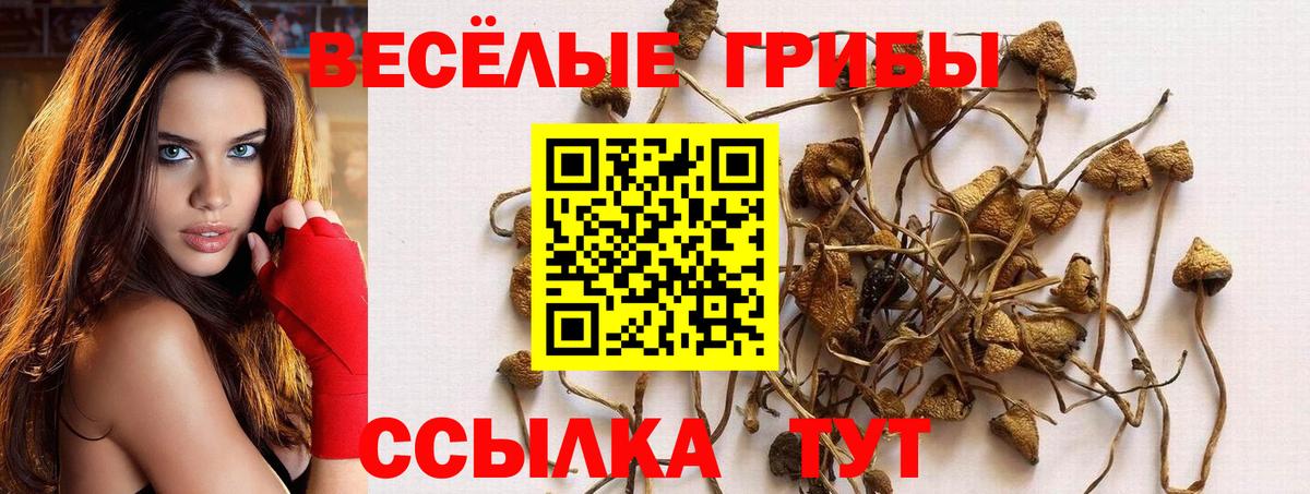 магазин    Псилоцибиновые грибы мухоморы  Вход с VPN  Псилоцибиновые грибы Psilocybine cubensis  Мурино 